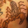 scorpion-scar
